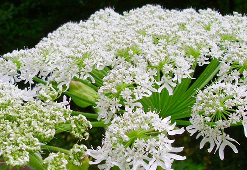 Giant Hogweed