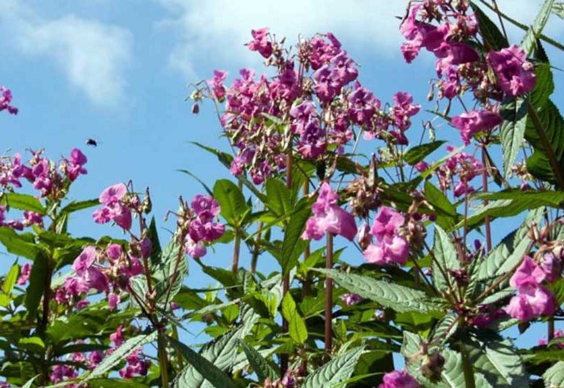 Himalayan Balsam