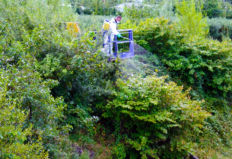 Japanese Knotweed