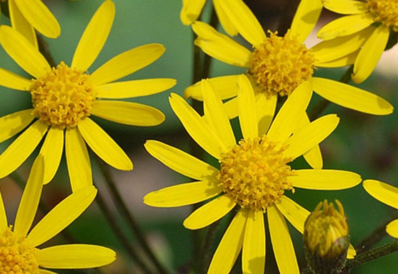 Ragwort